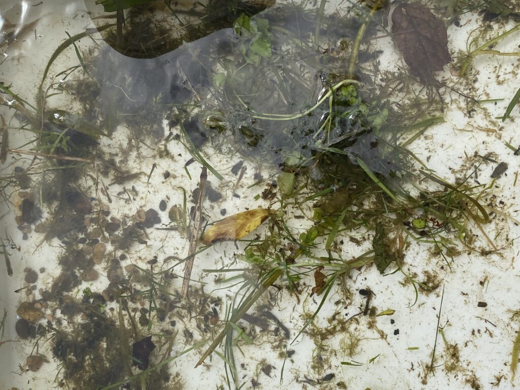 River life, Copthill School