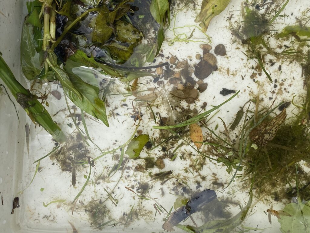 River life, Copthill School