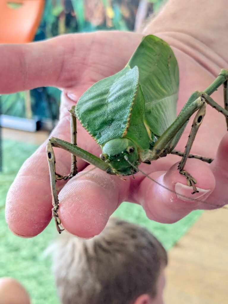 An amazing animal encounter!, Copthill School