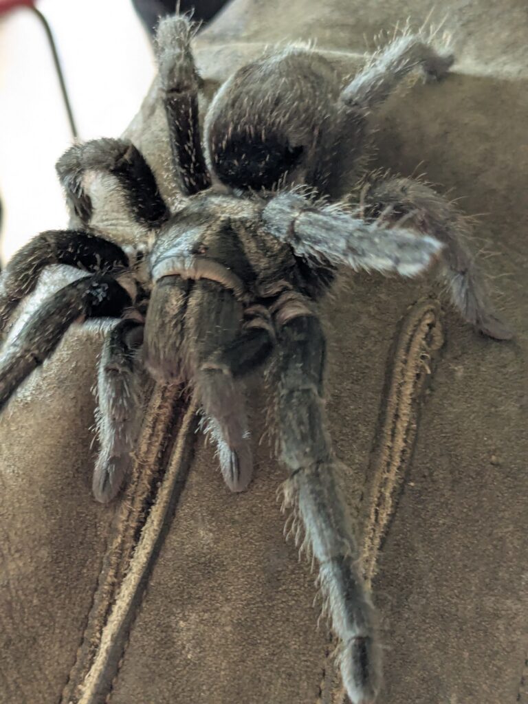 An amazing animal encounter!, Copthill School
