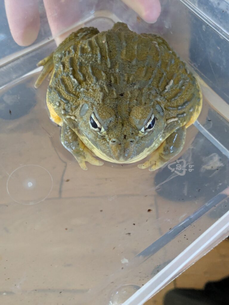 An amazing animal encounter!, Copthill School