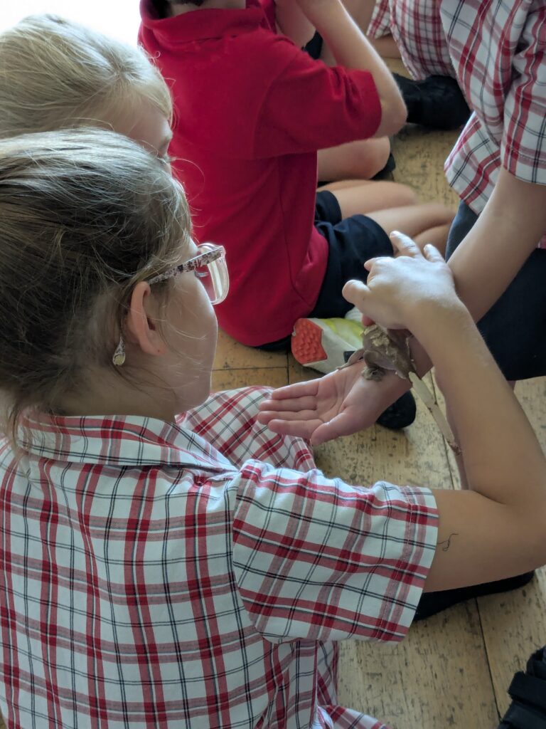 An amazing animal encounter!, Copthill School
