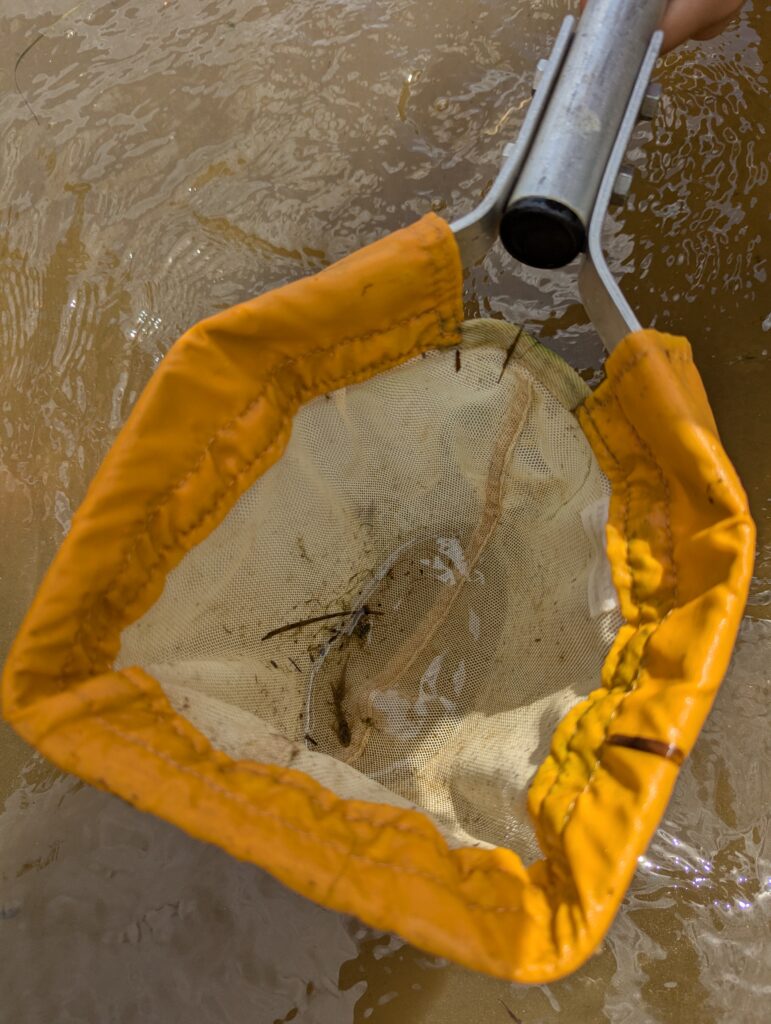 River life, Copthill School