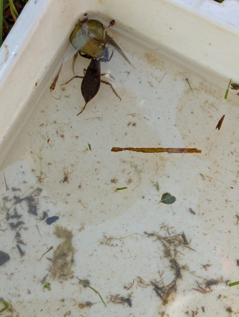 River life, Copthill School