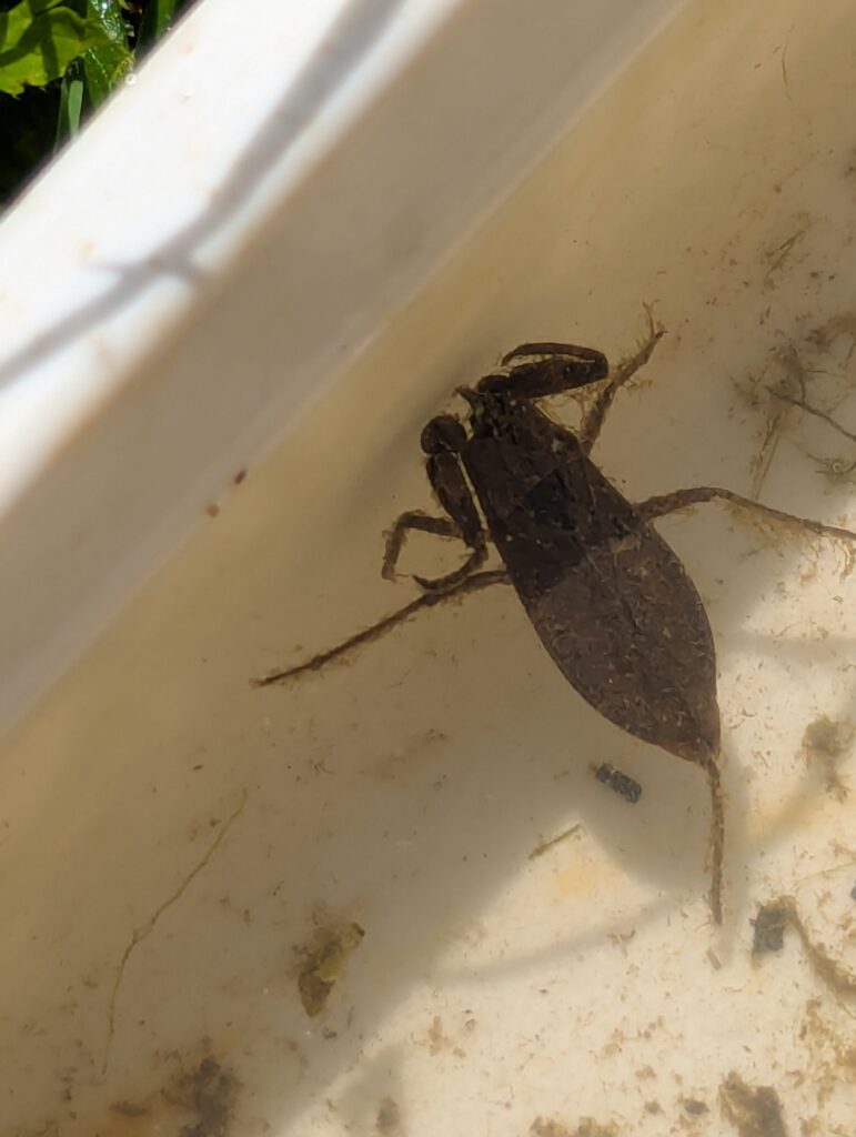 River life, Copthill School