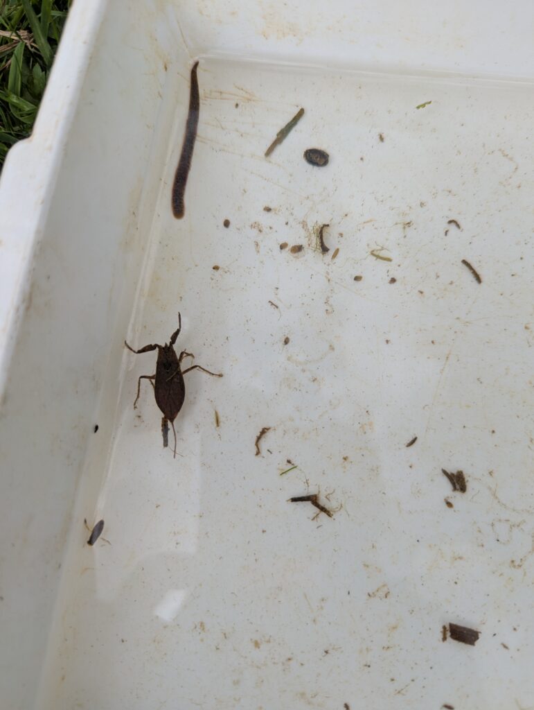 River life, Copthill School