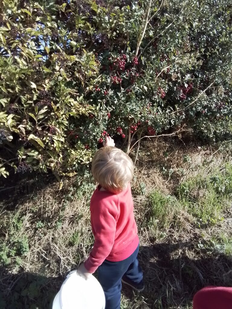 Blackberry Picking in Nursery, Copthill School