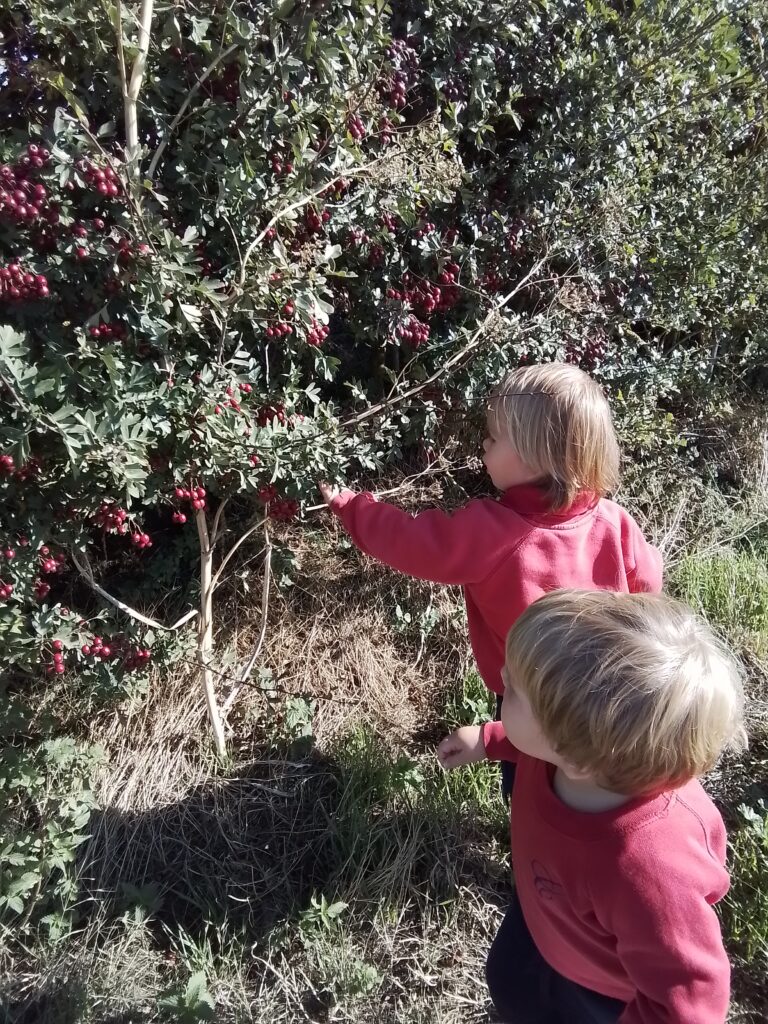Blackberry Picking in Nursery, Copthill School