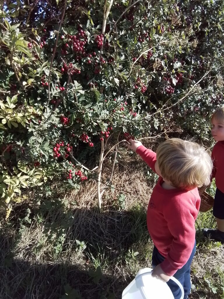 Blackberry Picking in Nursery, Copthill School