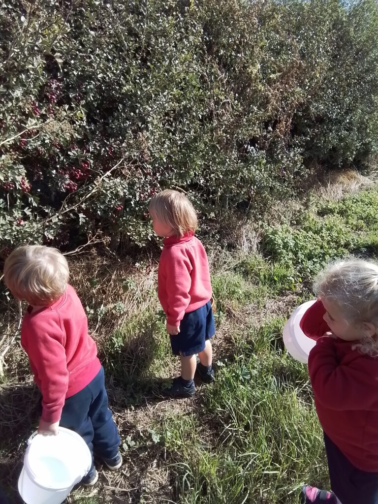 Blackberry Picking in Nursery, Copthill School
