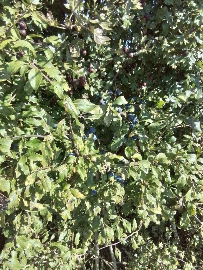Blackberry Picking in Nursery, Copthill School