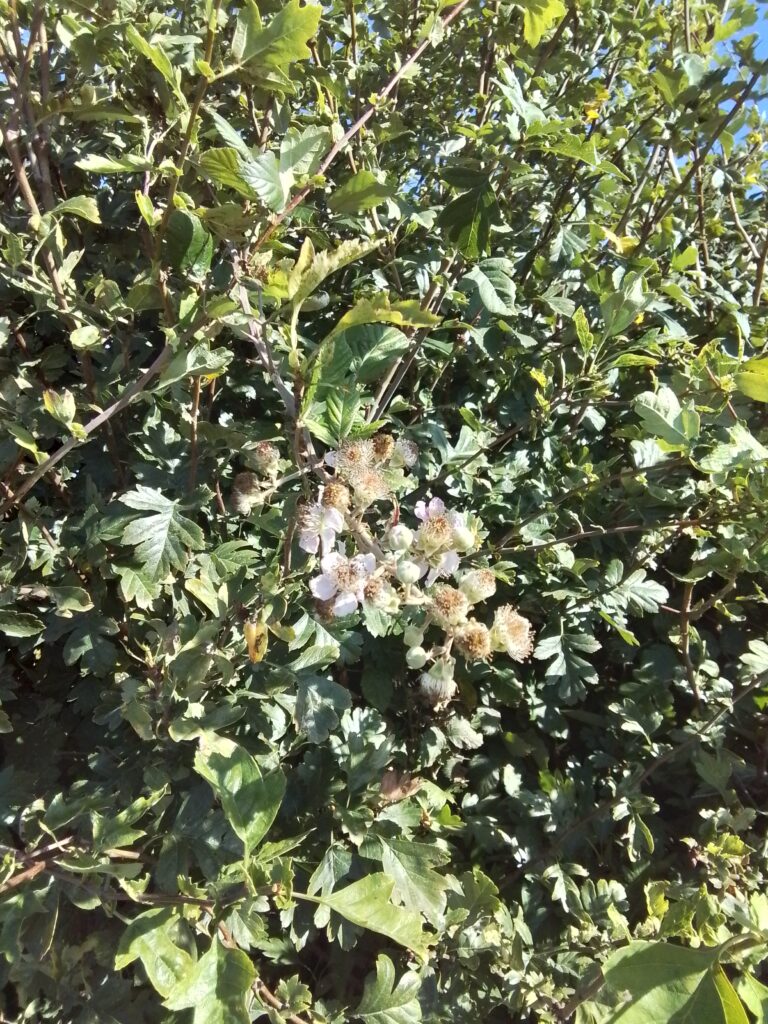 Blackberry Picking in Nursery, Copthill School