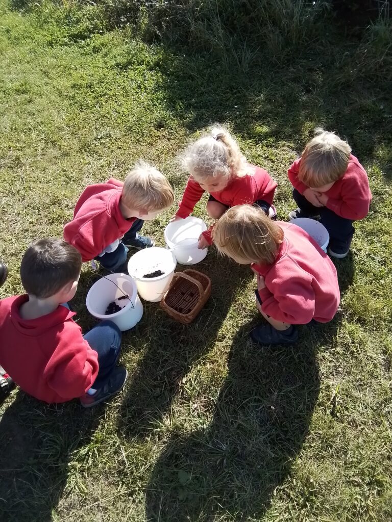 Blackberry Picking in Nursery, Copthill School
