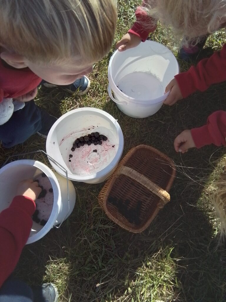Blackberry Picking in Nursery, Copthill School