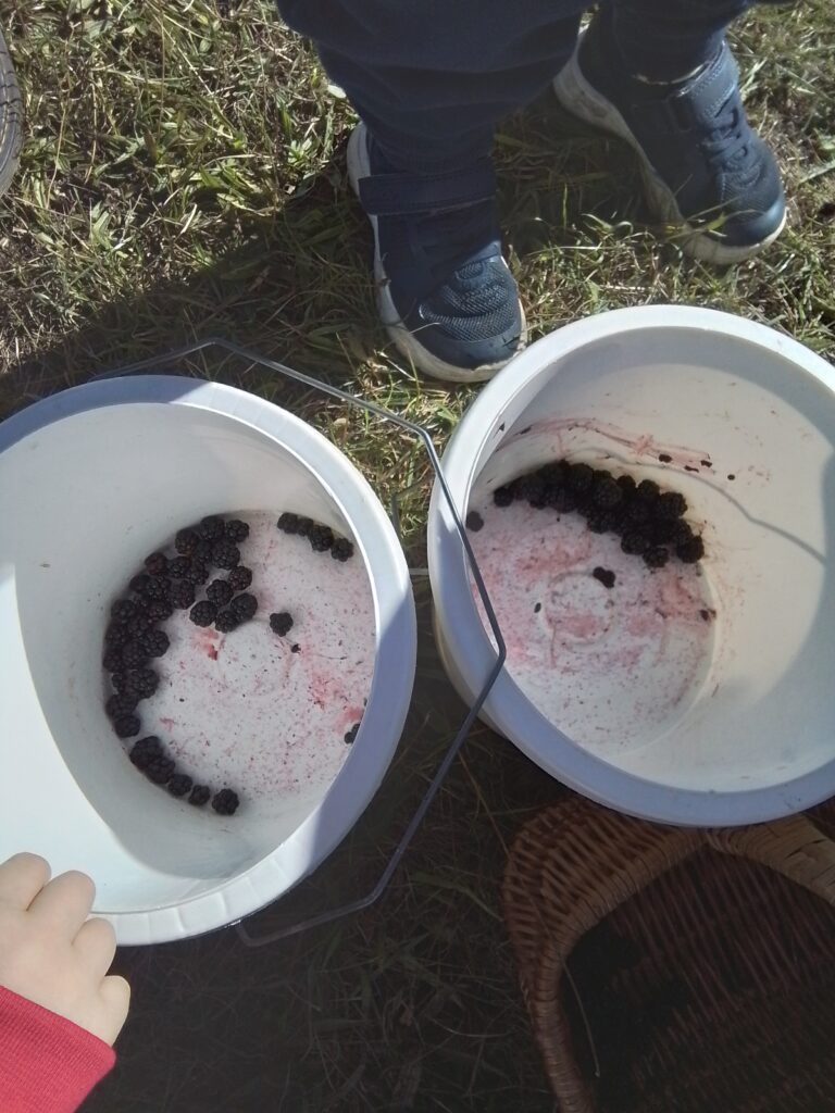 Blackberry Picking in Nursery, Copthill School